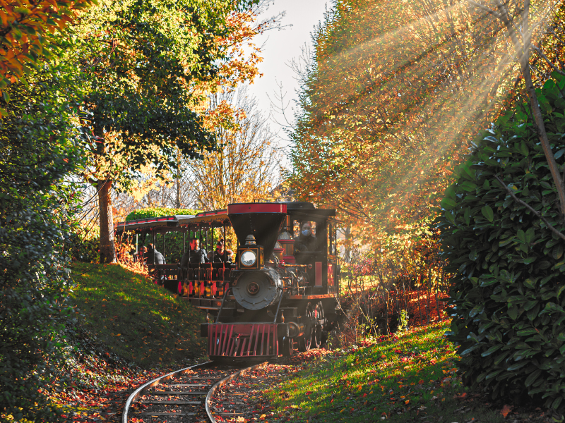 A beautiful wide shot of the steam train surrounded by trees