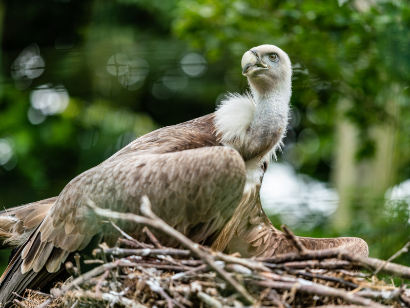 A close up of a vulture sitting on a nest at Emerald Park