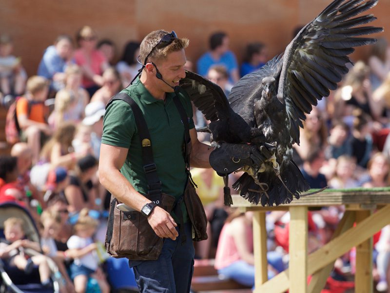 bird trainer in green uniform holding out arm to hold a bird of prey at emerald park