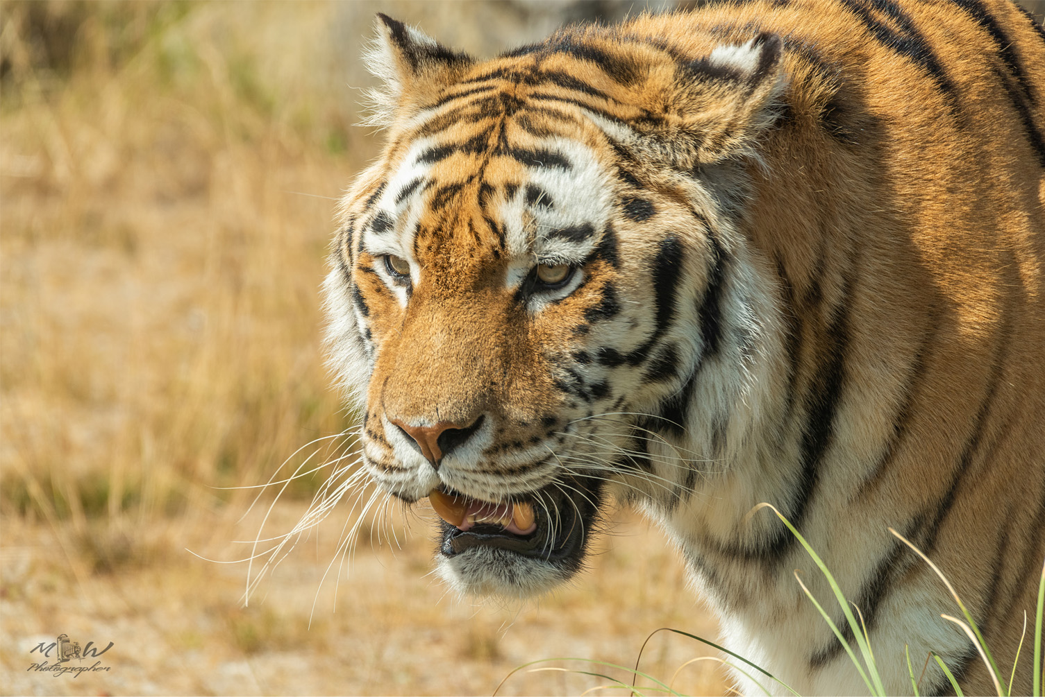 close up of tiger walking on dry grass