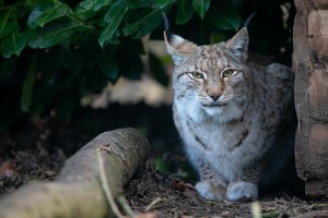 a lynx lying down underneath a tree looking directly at the camera