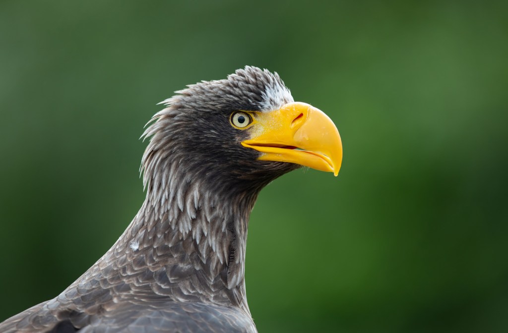 close up of stellers sea eagle with orange beak