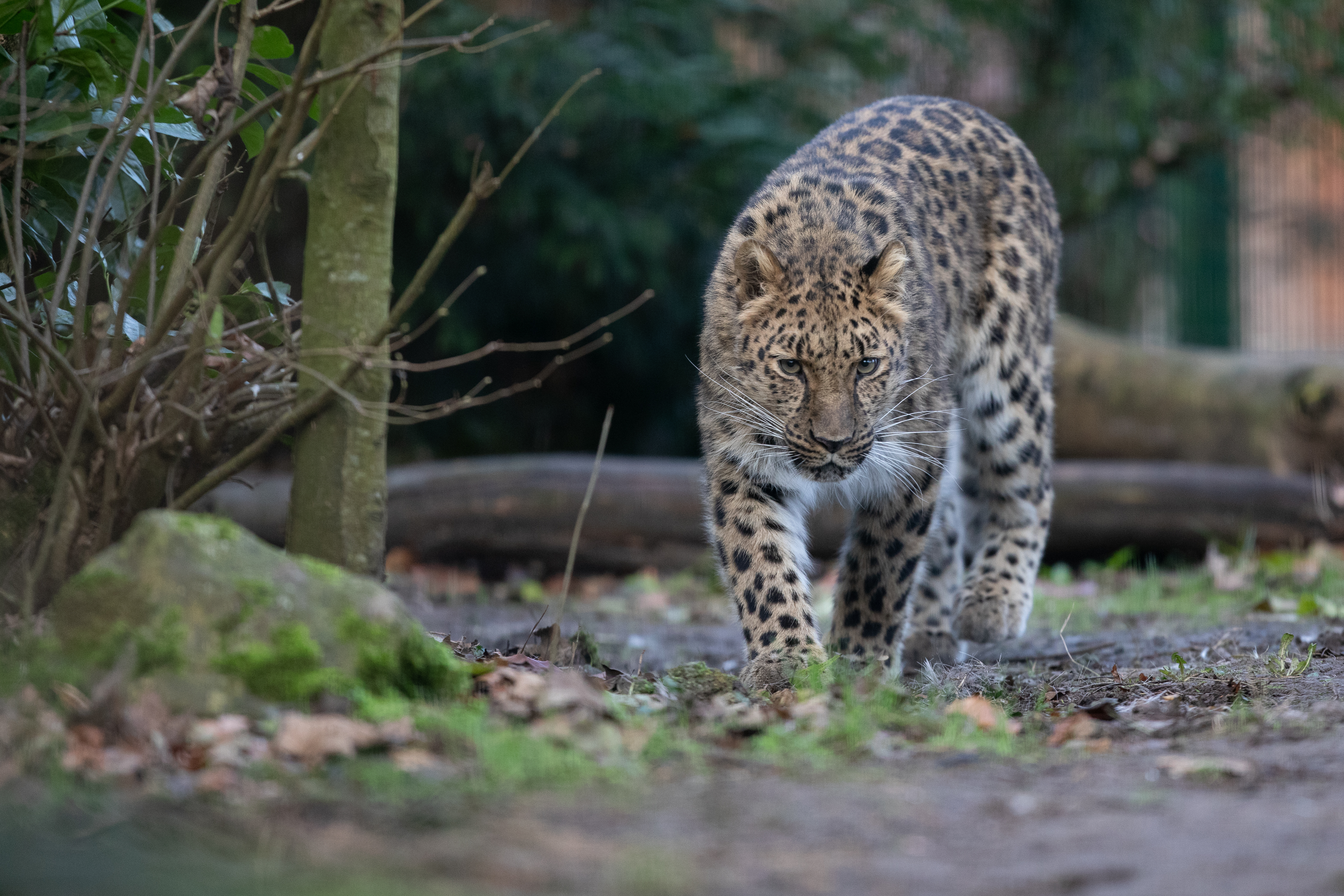 a female Amur leopard walking directly towards the camera