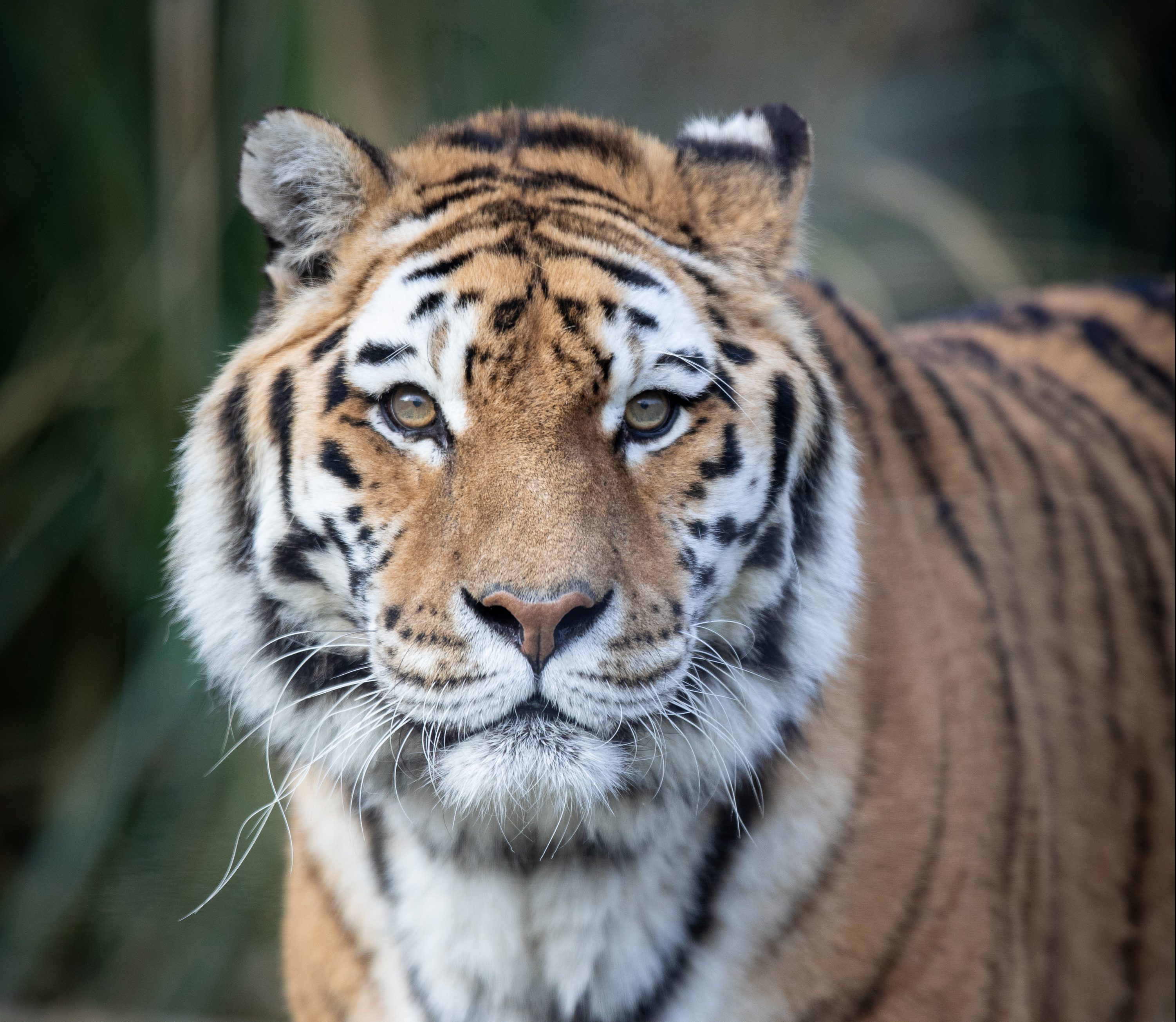a male Amur tiger looking directly at the camera