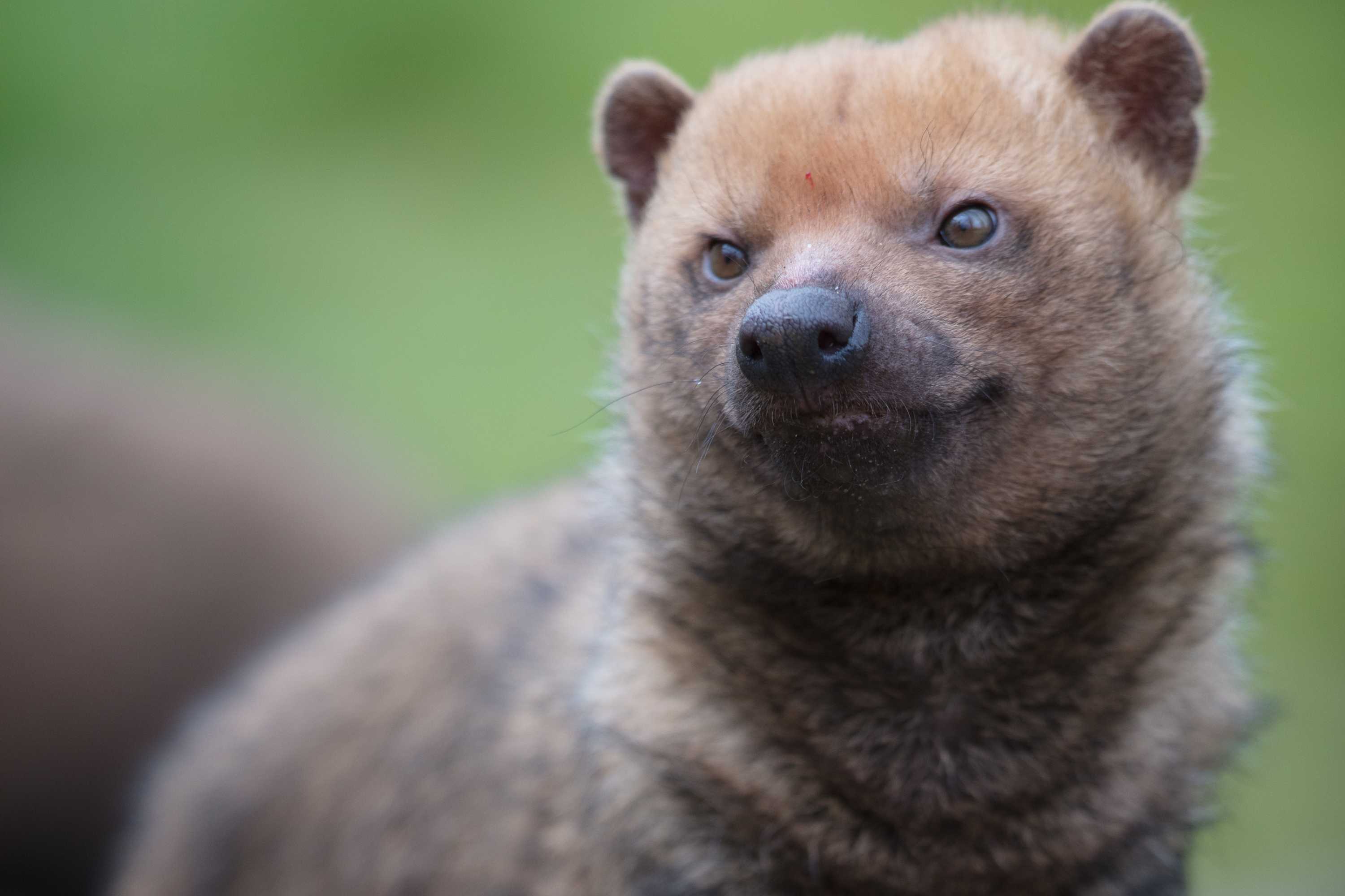 a bush dog looking at the camera