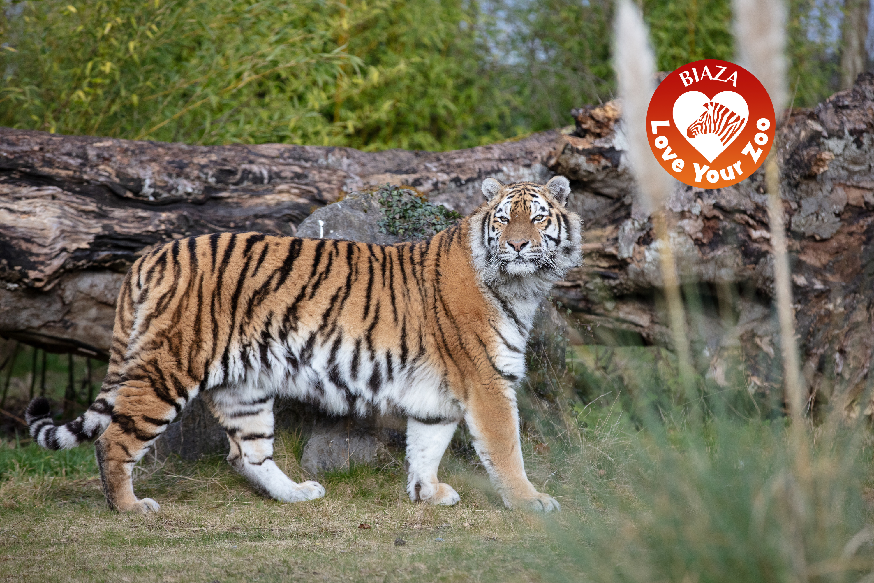 An Amur tiger looking directly at the camera. The image is overlayed with a logo for Love Your Zoo Week 2023.