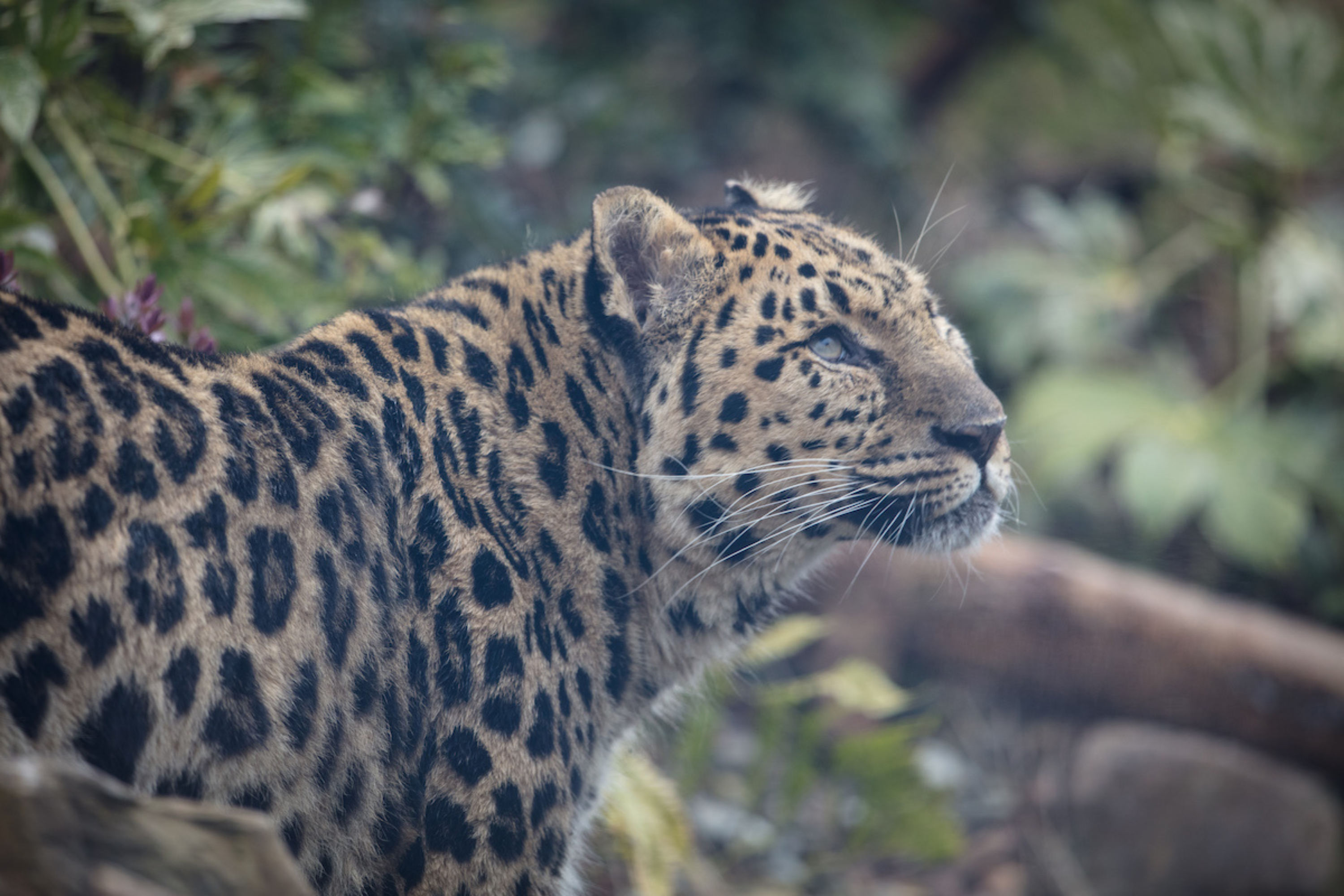 an Amur leopard pictured from the side