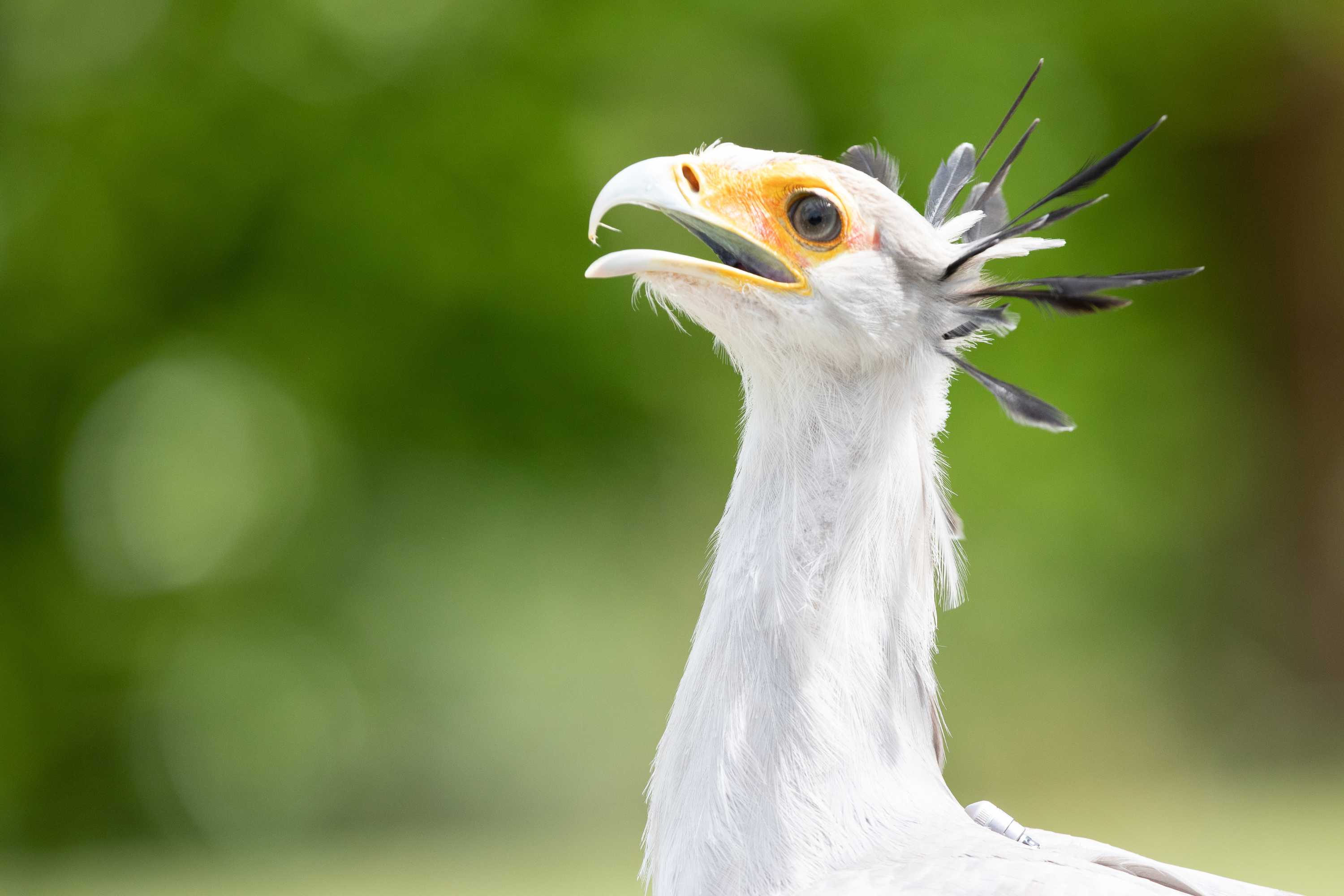 secretary bird at emerald park