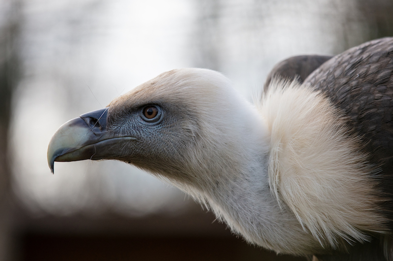 a griffon vulture side photo