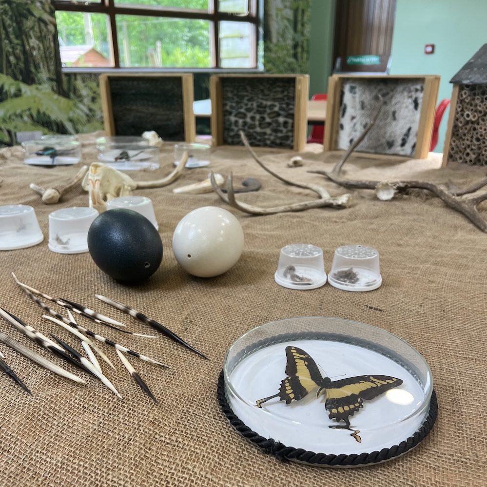 a table with different fossils and biofacts