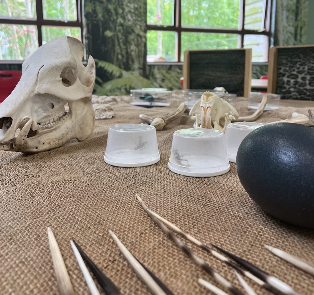 a table with different fossils and biofacts