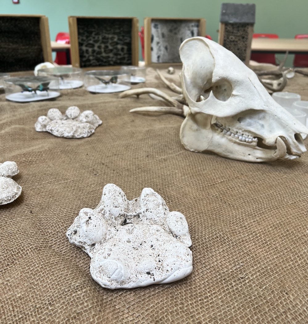 a table with different fossils, skulls, paw prints, and biofacts