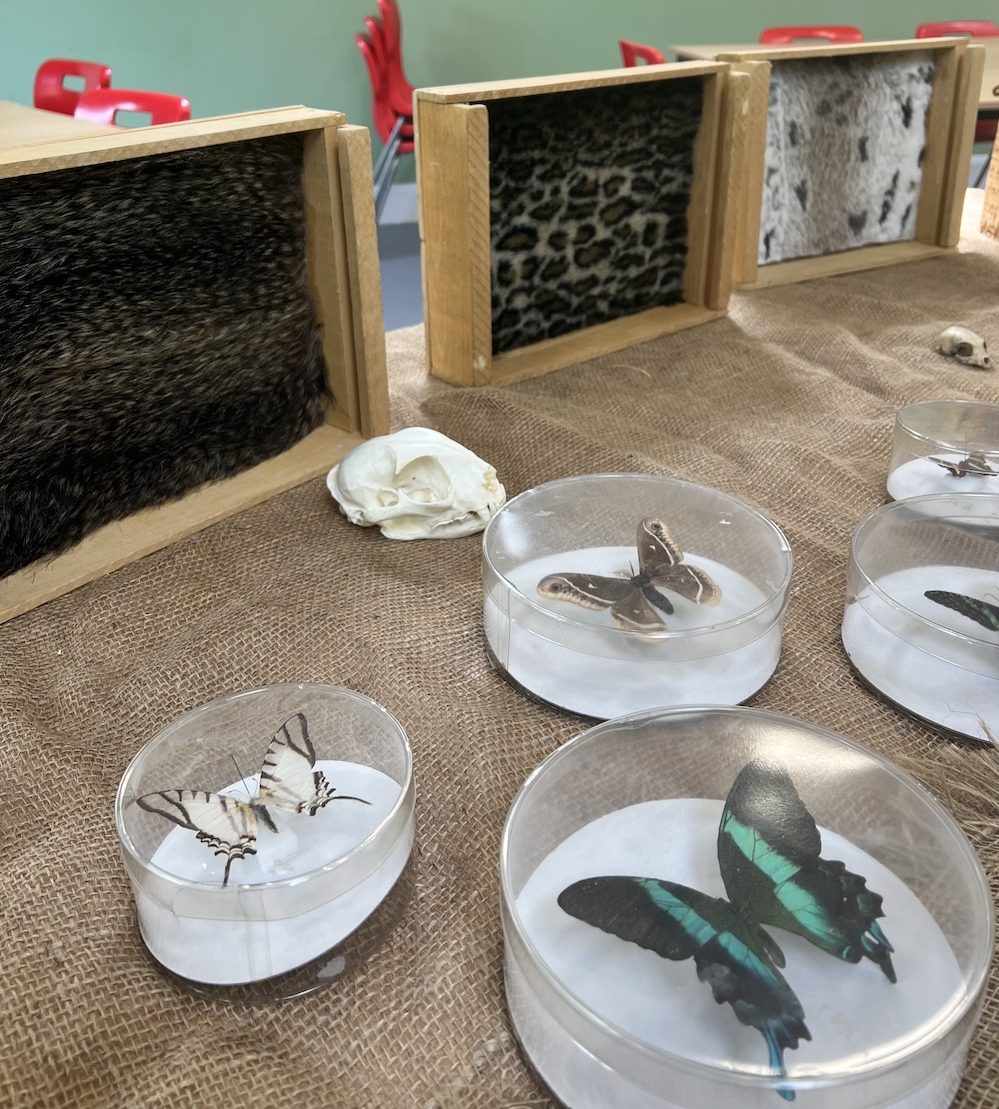 a table with different fossils, furs, and biofacts