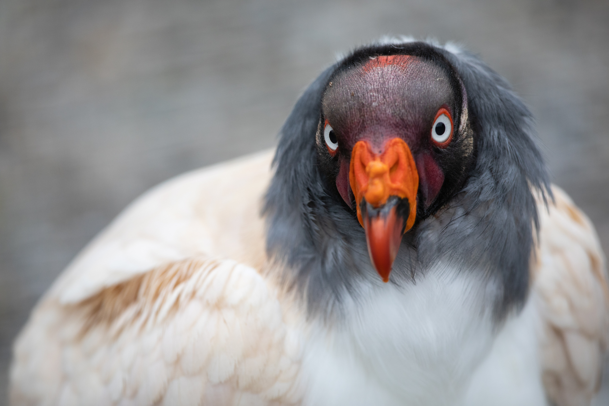 a front shot of a king vulture