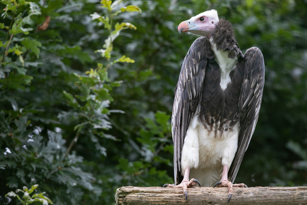 a side shot of a white headed vulture on a plank