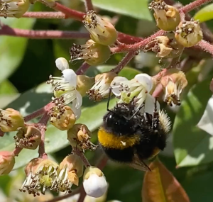 a bumblebee on a pink flower