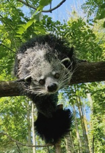 A binturong at Emerald Park
