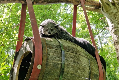 A binturong at Emerald Park sitting on a raised barrel