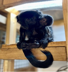 A baby Goeldi's monkey and his mother at Emerald Park