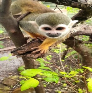 a squirrel monkey on a branch at Emerald Park