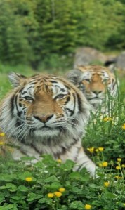 two Amur tigers at Emerald Park
