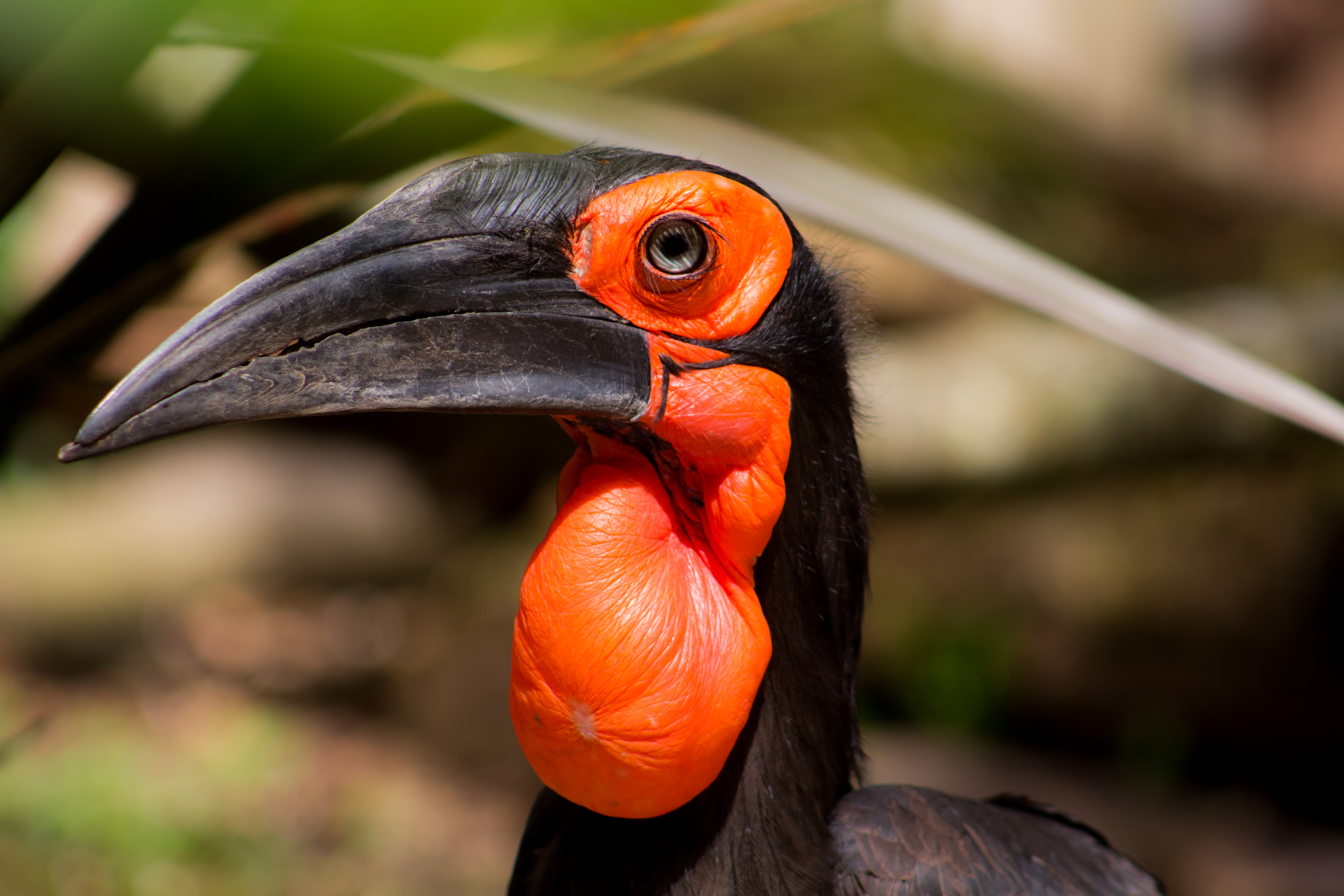 Southern ground hornbill close up at Emerald Park