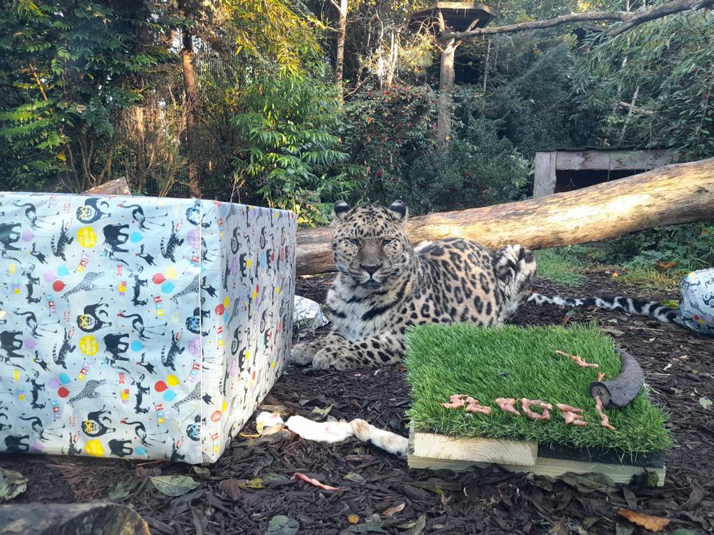 Amur leopard Sergi's 19th birthday