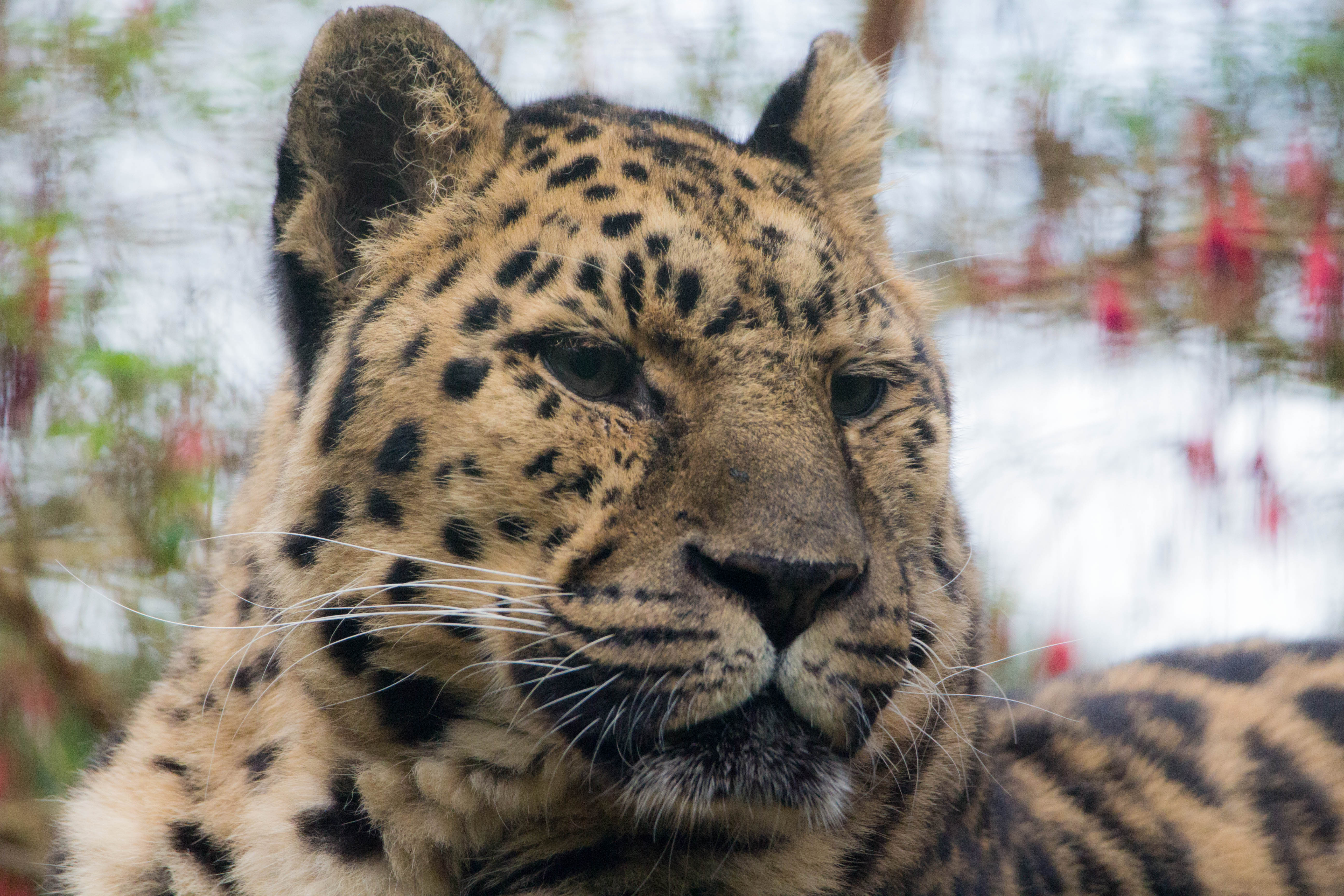 Amur leopard Sergi at Emerald Park