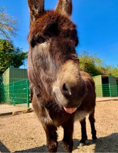 Sicilian donkey