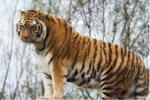 Amur tiger Khan
