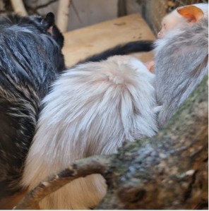 Two silvery marmosets and one red-bellied tamarin sitting together