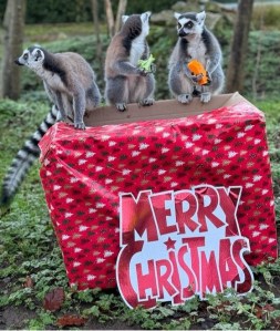 Lemurs on a Merry Christmas box