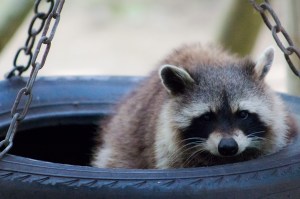 a raccoon in a tyre swing
