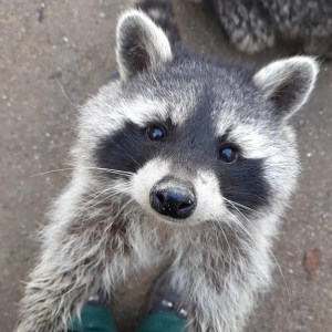 raccoon standing up looking directly at the camera