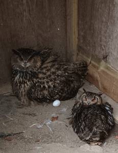 two Eurasian Eagle owls in an enclosure with a laid egg sat beside them