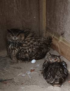 two Eurasian Eagle owls in an enclosure with a laid egg sat beside them