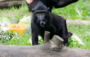 a photo of a baby macaque
