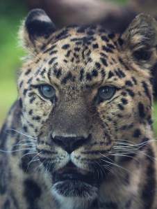 a close up of a male Amur leopard