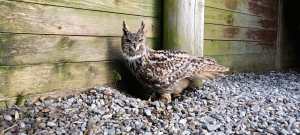 A Eurasian Eagle Owl in an enclosure