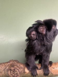 a baby goeldi marmoset clung onto it's parent