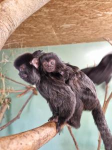 a baby goeldi marmoset clung onto it's parents back