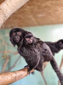 a baby goeldi marmoset clung onto it's parents back