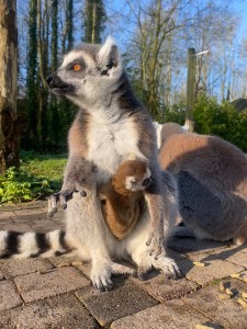 a baby ring-tailed lemur sat in its parents pouch