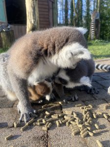 a baby ring-tailed lemur with it's two parents whilst eating