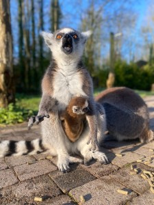 a baby ring-tailed lemur sat in its parents pouch