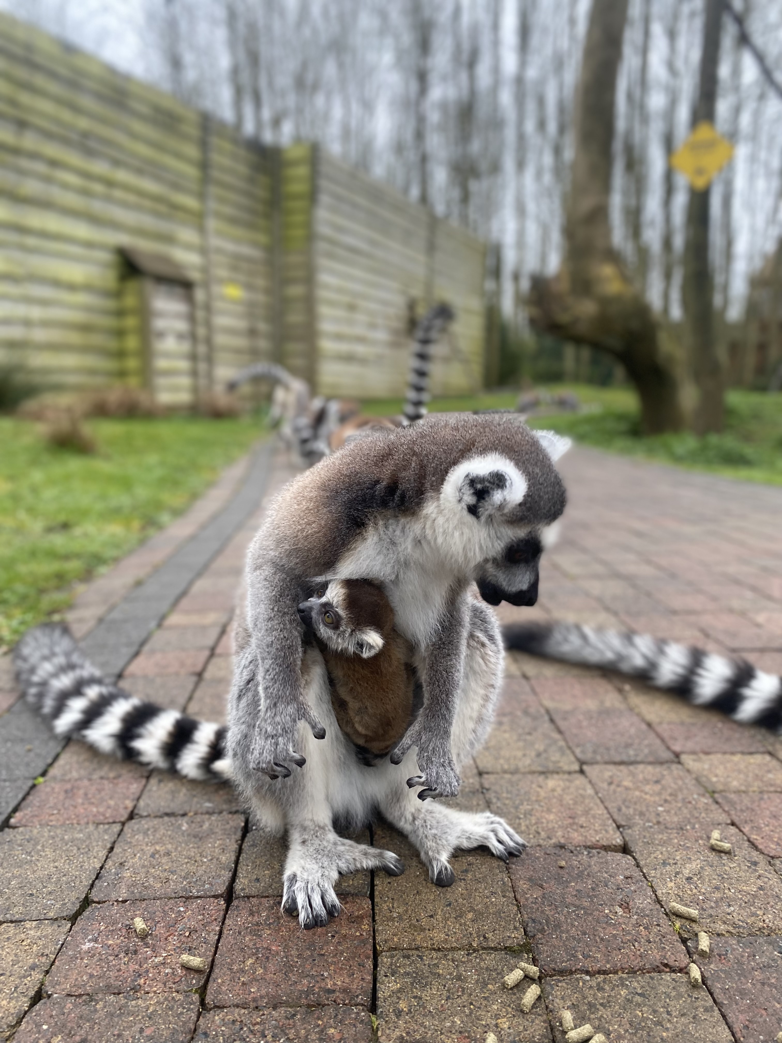 a baby ring-tailed lemur sat in its parents pouch