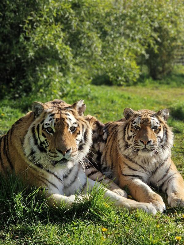 an image of Amur tiger, Khan and Bira at Emerald Park lying down in the grass