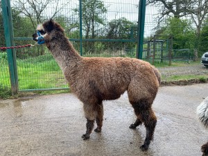 An alpaca 