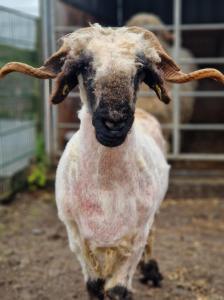 sheep after getting sheared