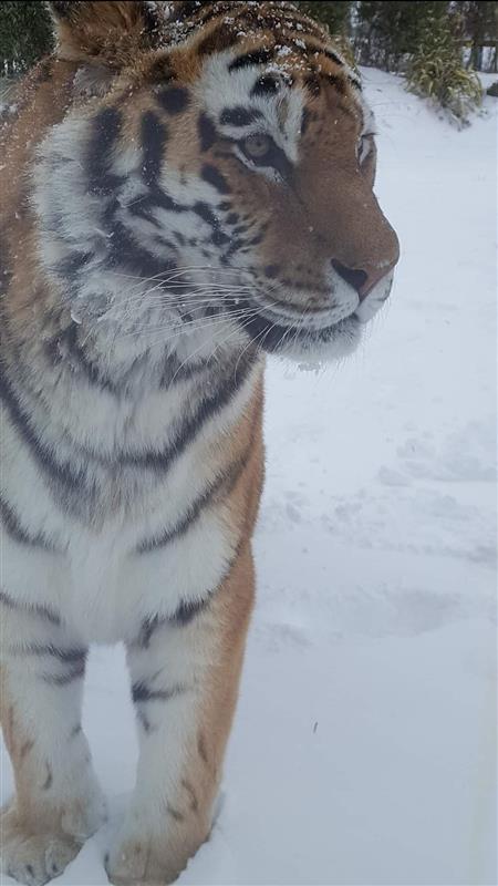 an image of Amur tiger, Khan at Emerald Park in the snow